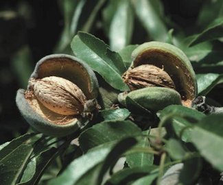 Almond fruit