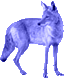 Coyote Blue