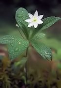 Trientalis europaea