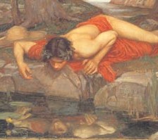 Narcissus