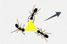 A trinity of ants
